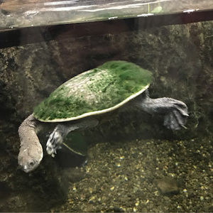 Meet your Posher, Kamola